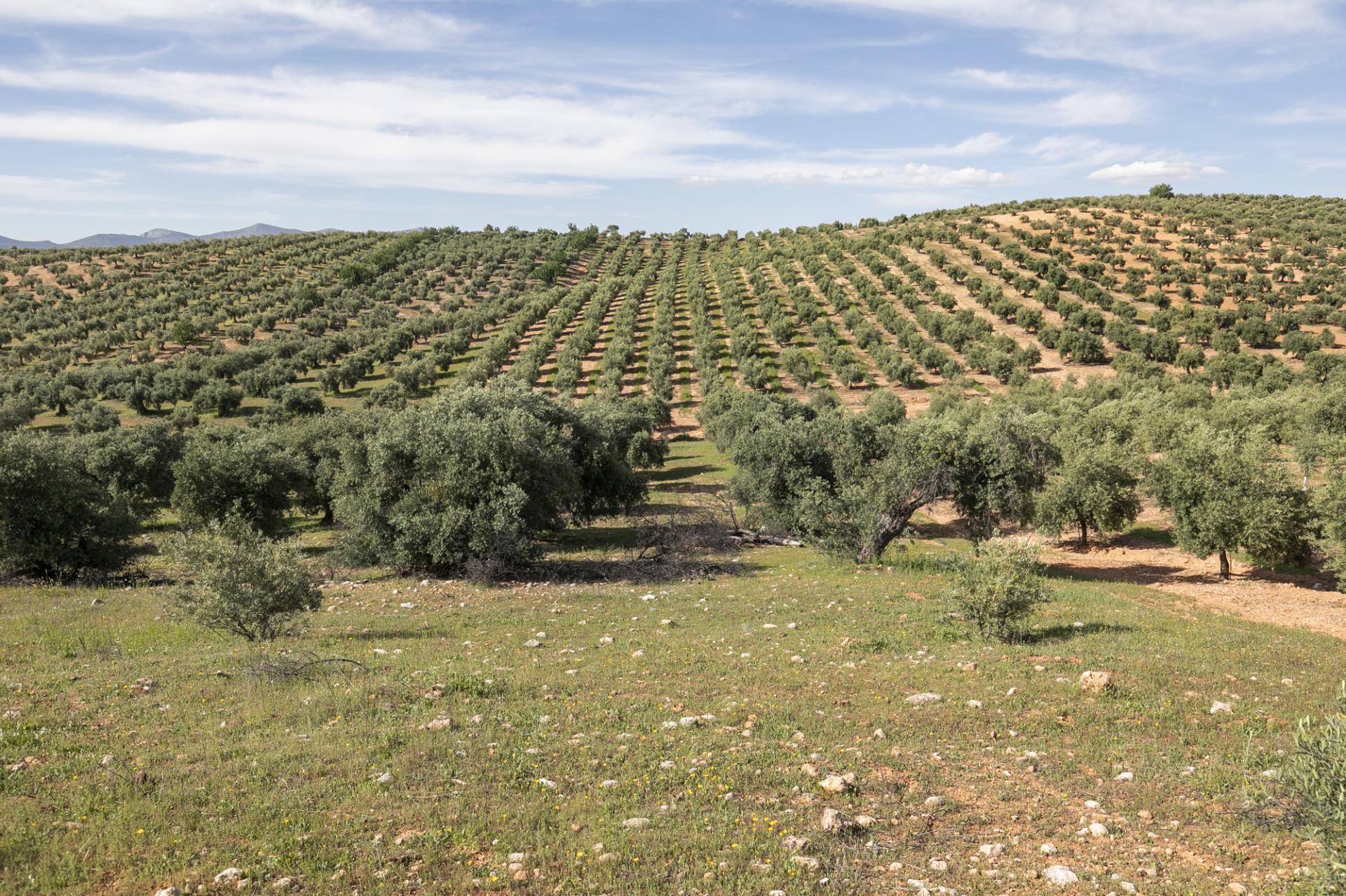 Terreno rural